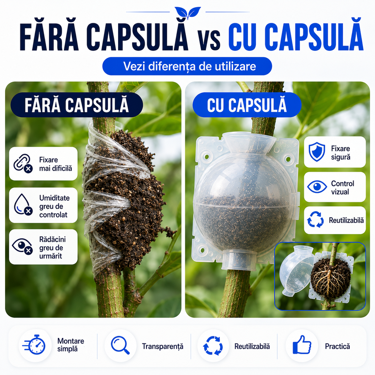 Capsulă pentru Înrădăcinarea Ramurilor